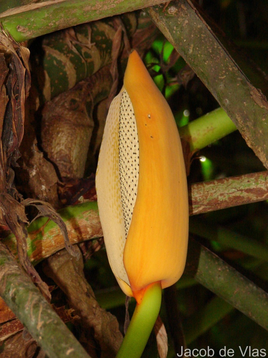 Rhaphidophora decursiva (Roxb.) Schott
